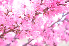 花桃