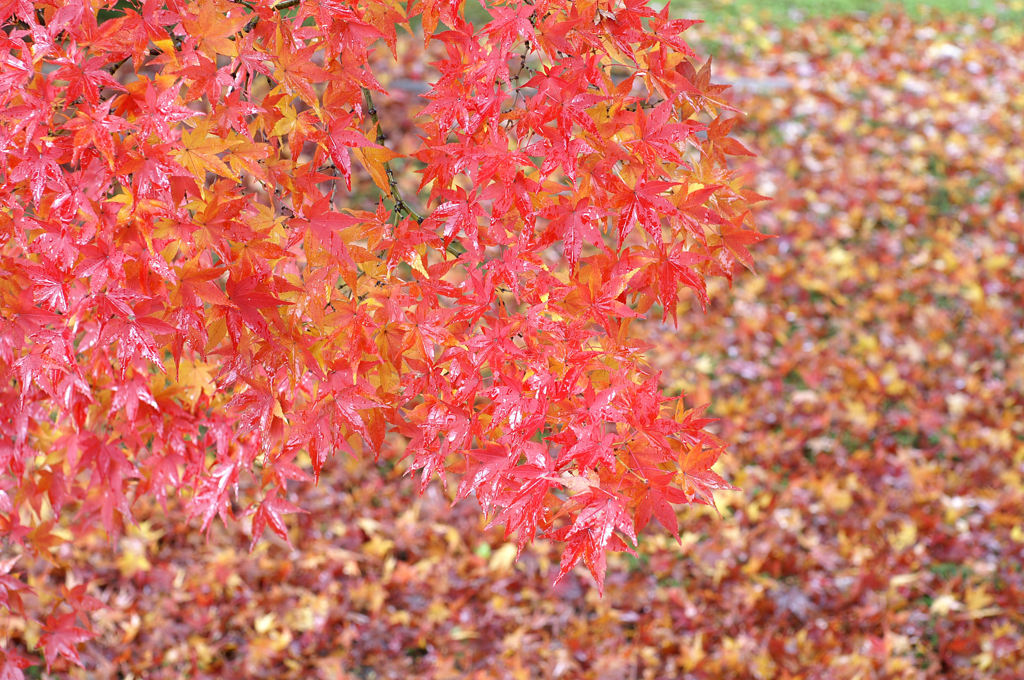 Colorful Leaves