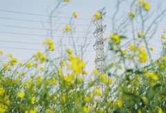 鉄塔と菜の花