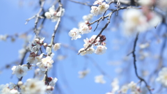 梅の花見っけ！