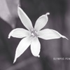 一輪の花