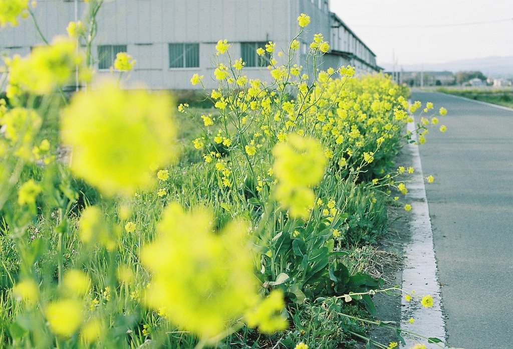 菜の花＃３