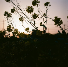 It is dyed the setting sun