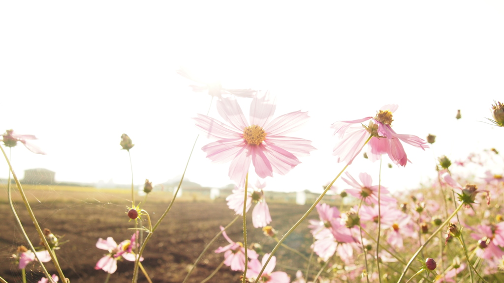 cosmos