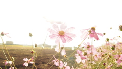 cosmos