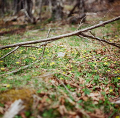 The fairy in woods