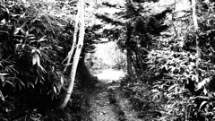Path through a wood