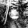 Path through a wood