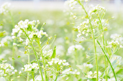 ぺんぺん草