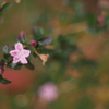 華