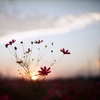 Last cosmos