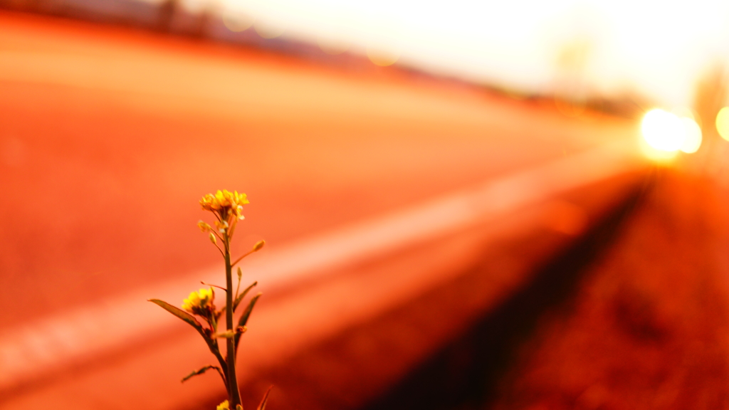 flower