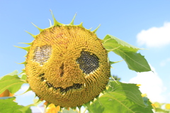 にこにこひまわり