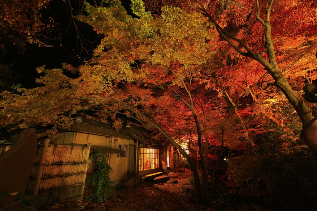 紅葉