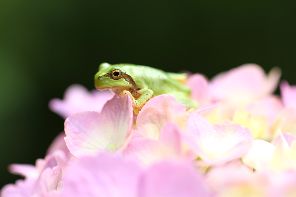 紫陽花の季節