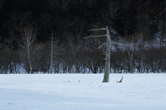 雪の中に立つ