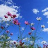 青空の中の天使