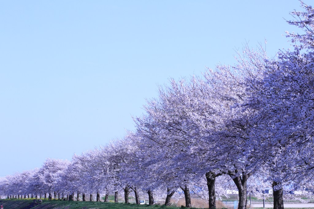 桜並木