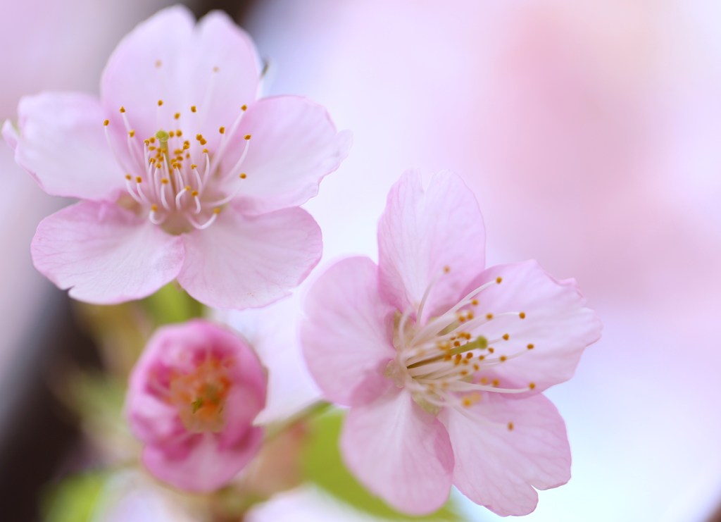 河津桜