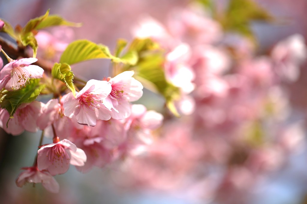 河津桜