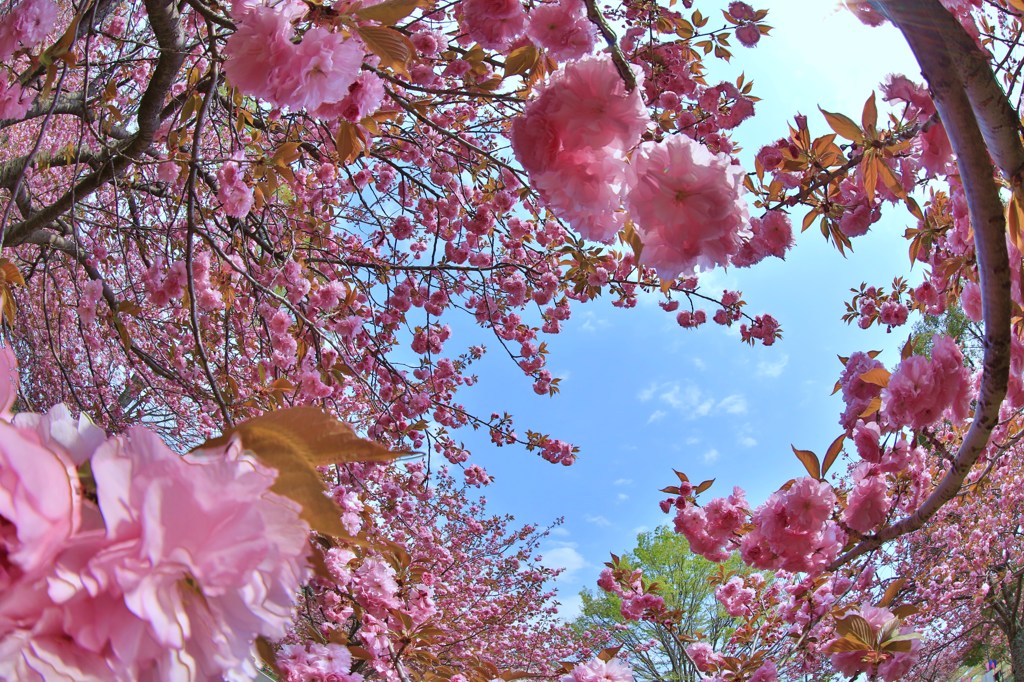 八重桜のトンネル