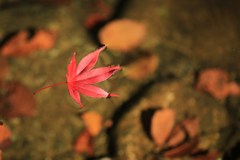 ひらり