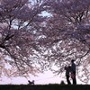 桜の下で