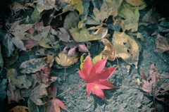 mo-mi-ji