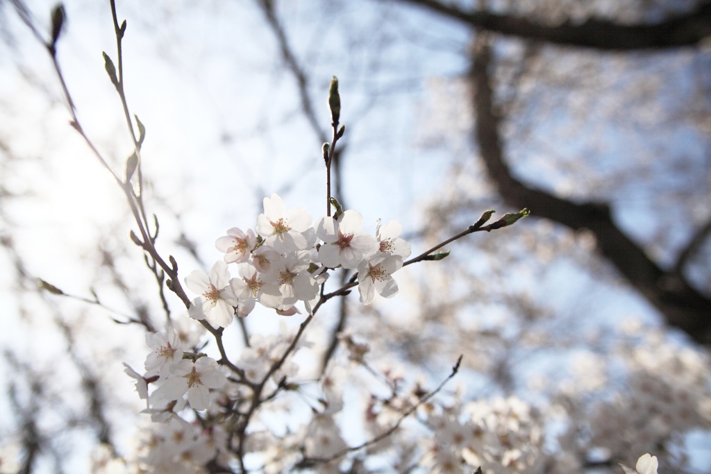 sakura