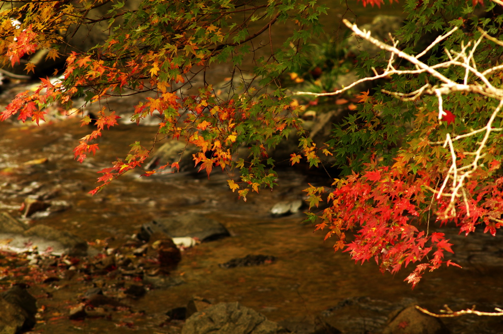 河内貯水池の紅葉と川