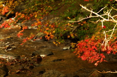 河内貯水池の紅葉と川