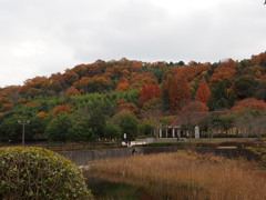 紅葉