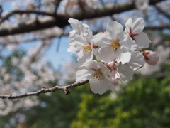 桜が咲きました