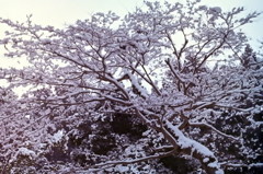 雪景色