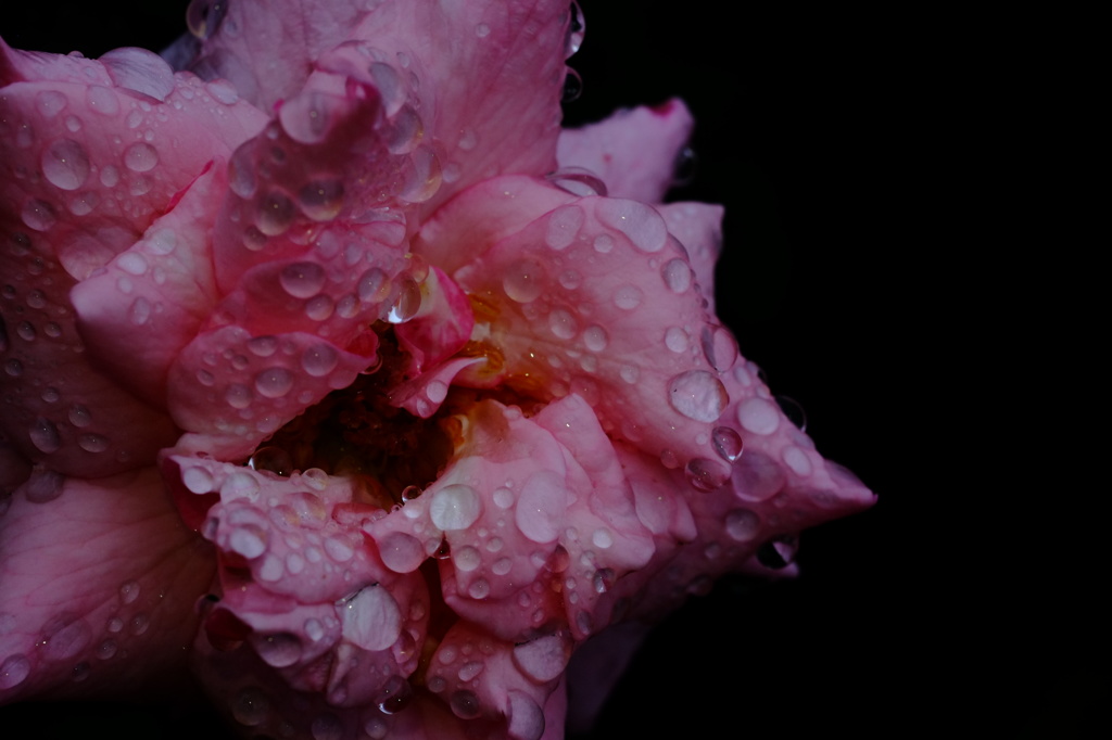 彼岸薔薇　一