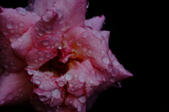 彼岸薔薇　一