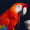 オウム