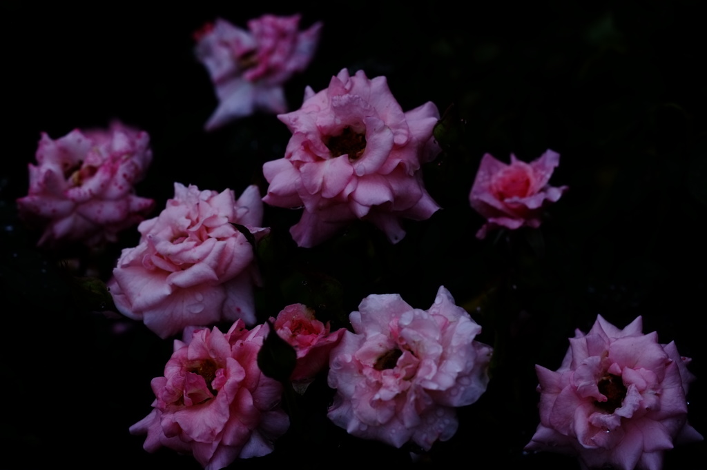 彼岸薔薇　二