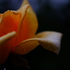 彼岸薔薇　五