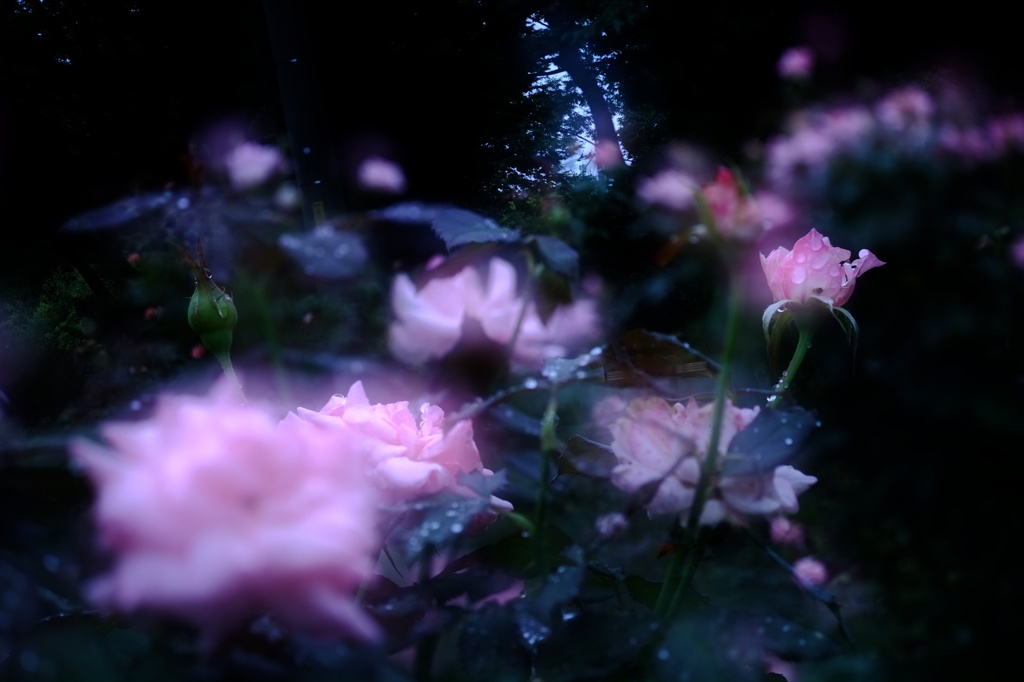 彼岸薔薇　四