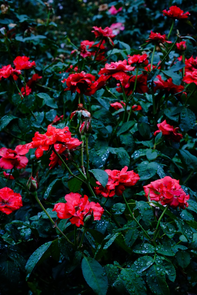 彼岸薔薇 三 by oba9tepp (ID:4789738) - 写真共有サイト 彼岸薔薇 三 by oba9tepp (ID:4789738) - 写真共有サイト