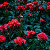 彼岸薔薇　三