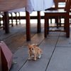 チビ