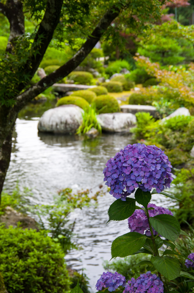 三室戸寺【京都・宇治 あじさい寺】