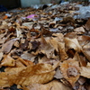 DSC00348