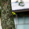 秋だけど春