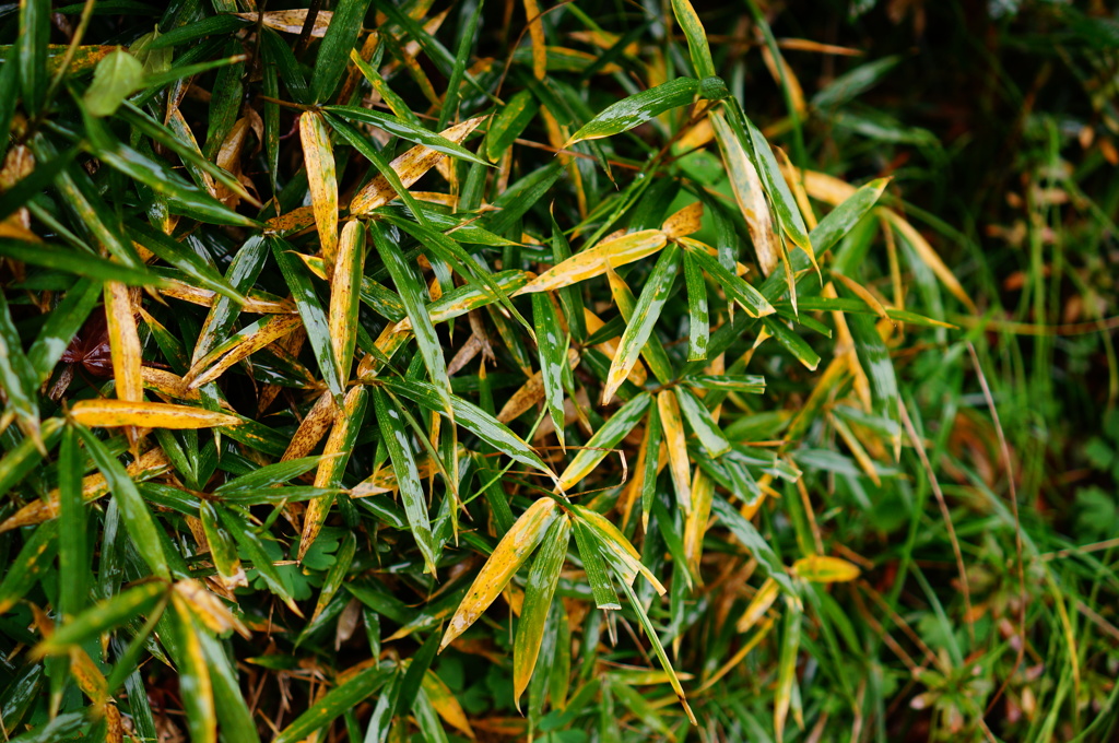 DSC02559