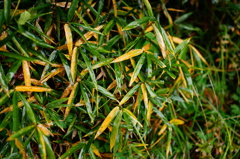 DSC02559