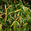 DSC02559