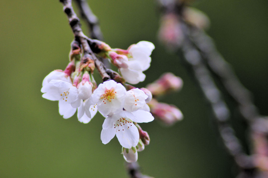 今年最初の桜